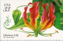 Tropical Flowers:Gloriosa Lily