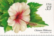 Tropical Flowers:Chinese Hibiscus