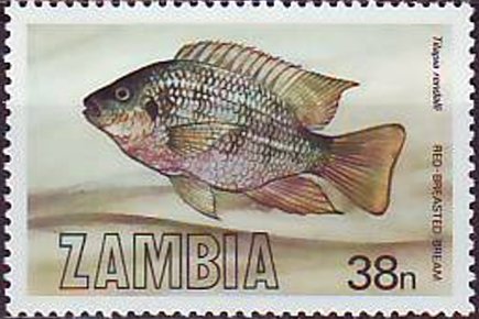Red-breasted Bream (Tilapia rendalli )