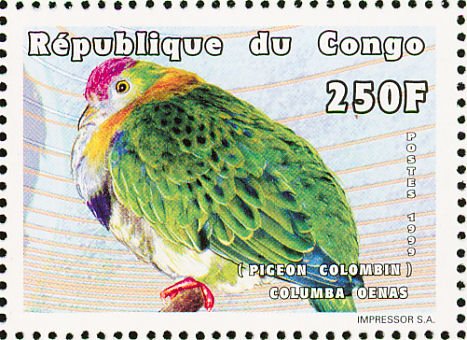 Superb Fruit Dove (Ptilinopus superbus)