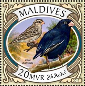 Stamp, Vidua chalybeata, Maldives,  