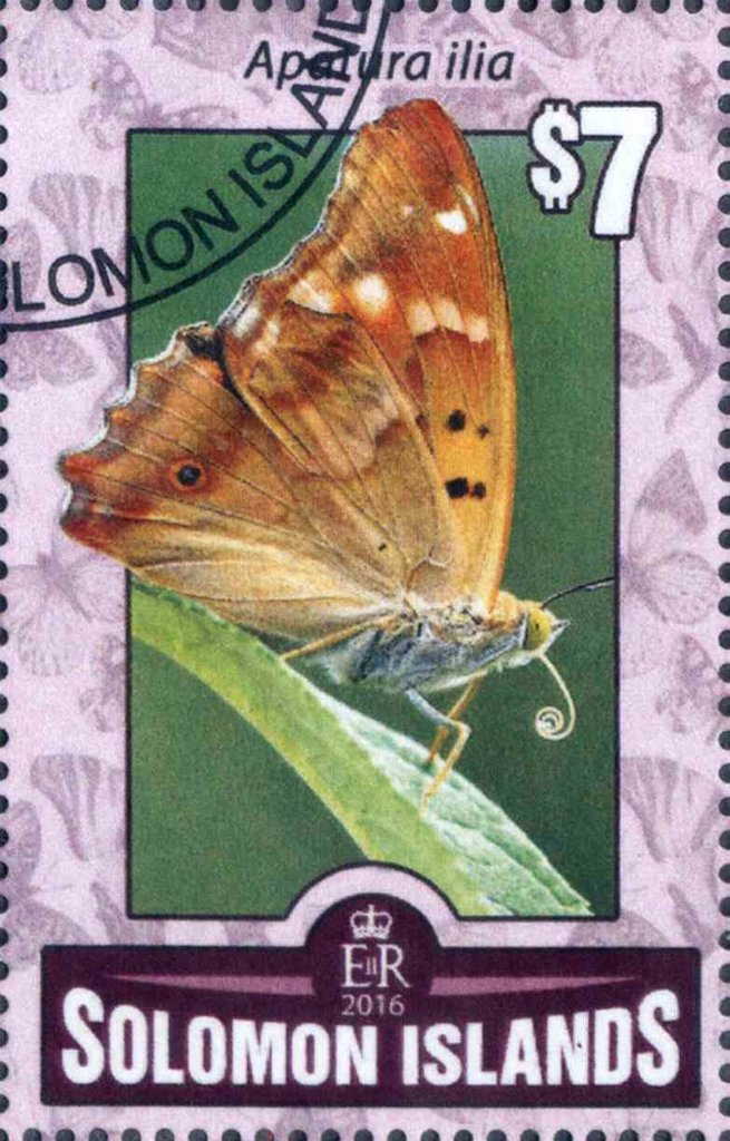 Apatura ilia