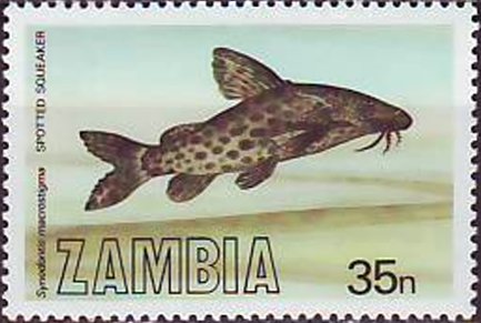 Stamp, Spotted Squeaker (Synodontis macrostigma ), Zambia,  , Animals (Fauna), Fishes