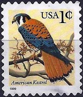 American Kestrel (Falco sparverius)
