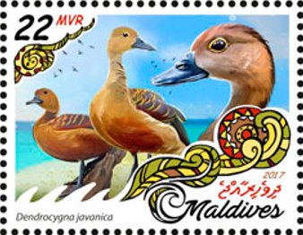 Stamp, Dendrocygna javanica, Maldives,  
