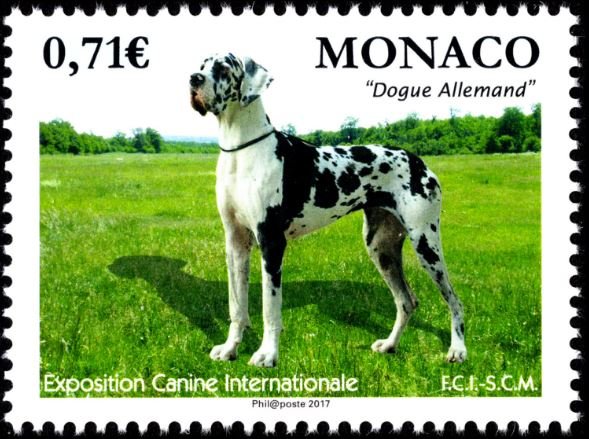 International Dog Show