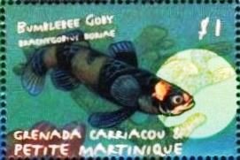 Bumbelbee goby