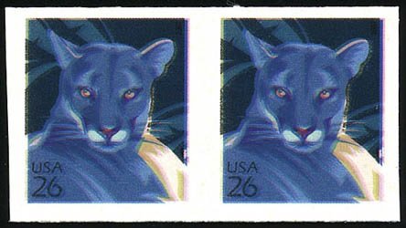 Florida Panther (Puma concolor coryi)