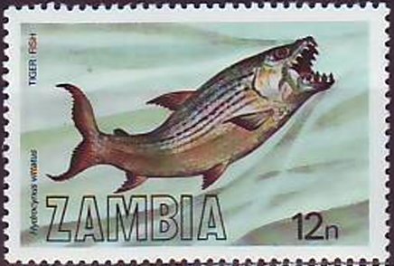 Tigerfish (Hydrocinus vittatus)