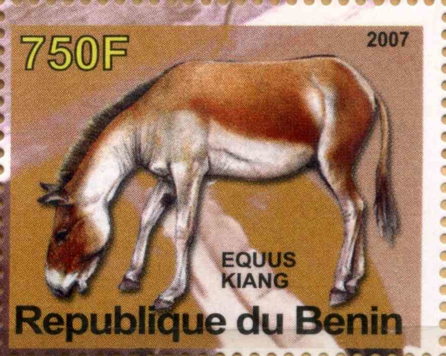 Equus Kiang