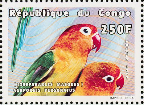 Fischer's Lovebird (Agapornis fischeri)