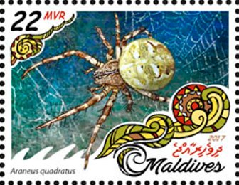 Araneus quadratus