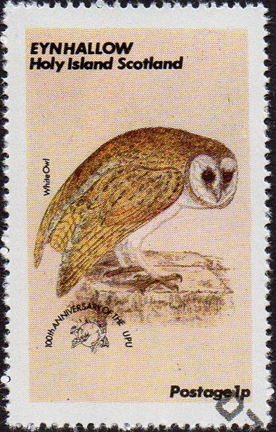 Owls - White Owl