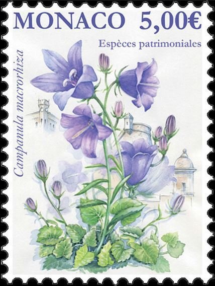Thick Rooted Campanula