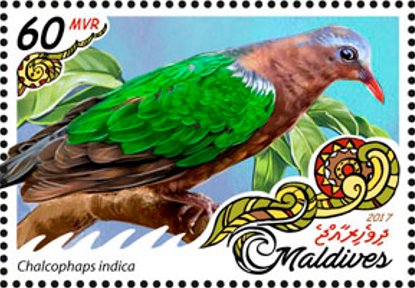 Chalcophaps indica
