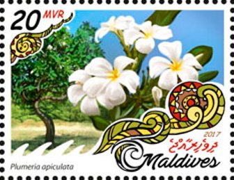 Plumeria apiculate