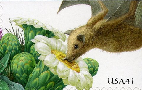 Leaf-nosed Bat (Glossophaginae), Saguaro Cactus (Carnegiea g