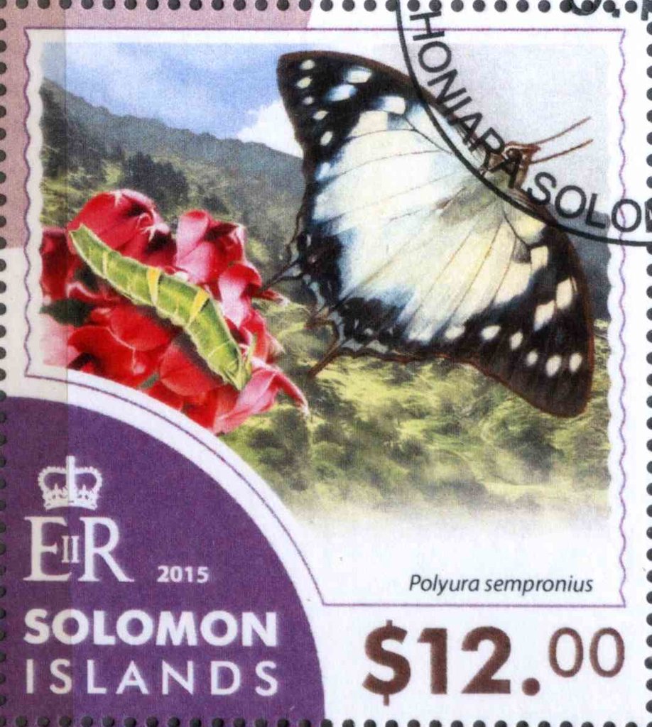 Polyura sempronius