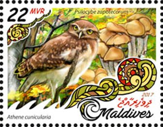 Athene cunicularia & Psilocybe zapotecorum