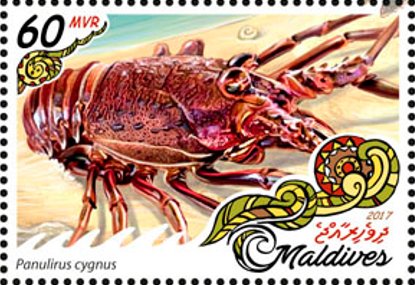 Panulirus cygnus