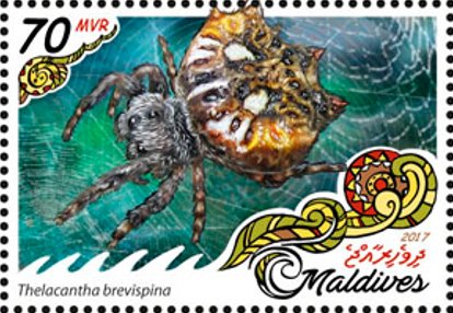 Thelacantha brevispina