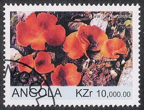Aleunia Aurantia