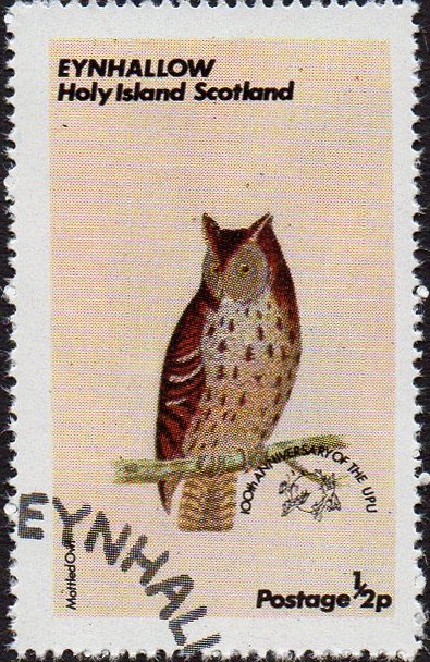 Owls - Mottled Owl