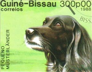 Stamp, Small Munsterlander (Canis lupus familiaris), Guinea-Bissau,  , Mammals, Dogs, Animals (Fauna)