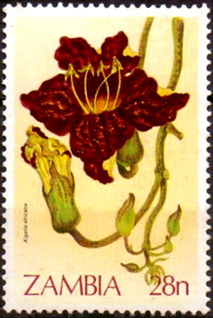 Kigelia africana