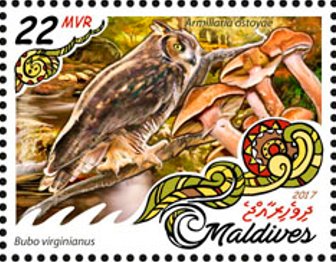 Bubo virginianus & Armillaria ostoyae