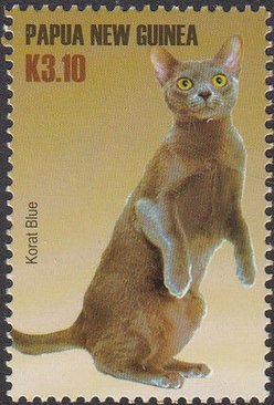 Korat Blue