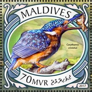 Stamp, Corythornis cristatus, Maldives,  