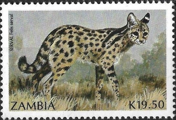 Leptailurus serval