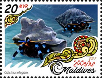 Calcinus elegans
