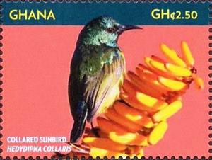 Stamp, Collared Sunbird    Hedydipna collaris, Ghana,  , Animals (Fauna), Birds