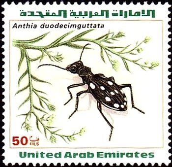Anthia duodecimguttata