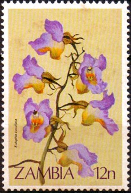 Eulophia cucallata