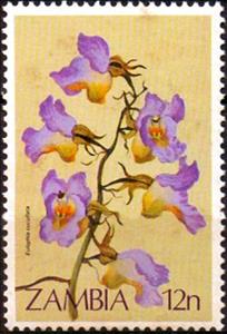 Stamp, Eulophia cucallata, Zambia,  , Flowers, Plants (Flora)