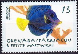 Zebrasoma xanthurum