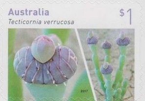 Tecticornia Verrucosa