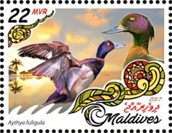 Aythya fuligula