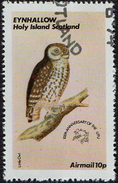 Owls - Little Owl