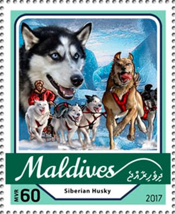 Siberian Husky