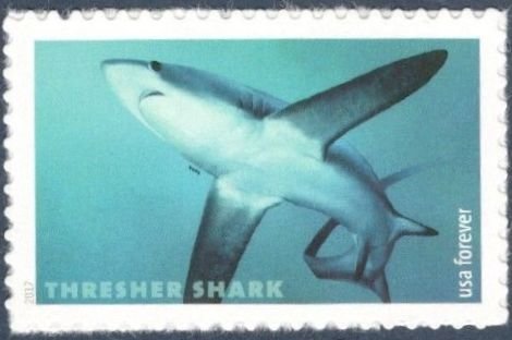 Thresher Shark