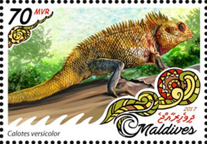 Calotes versicolor