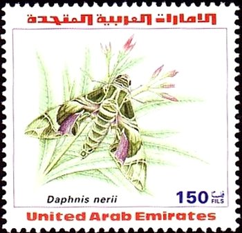 Daphnis nerii