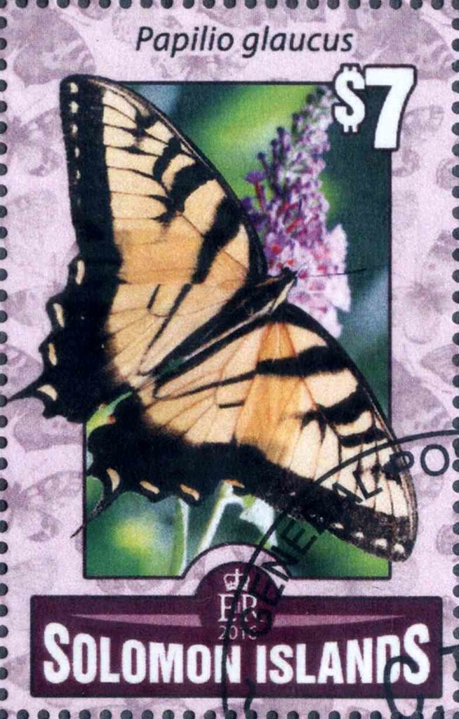 Papilio glaucus