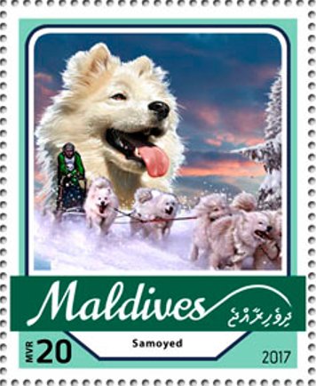 Samoyed