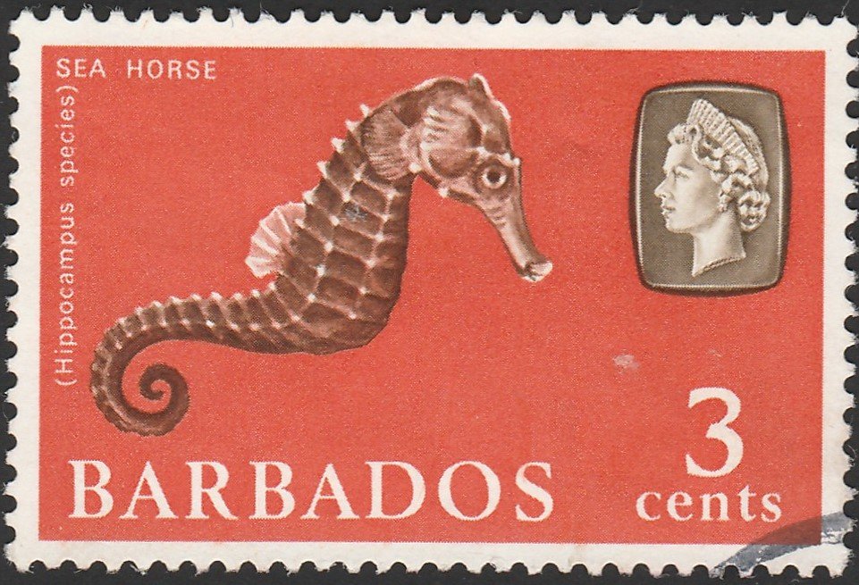 Sea Horse (Hippocampus sp. with an "m")