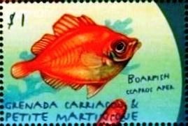 Boarfish